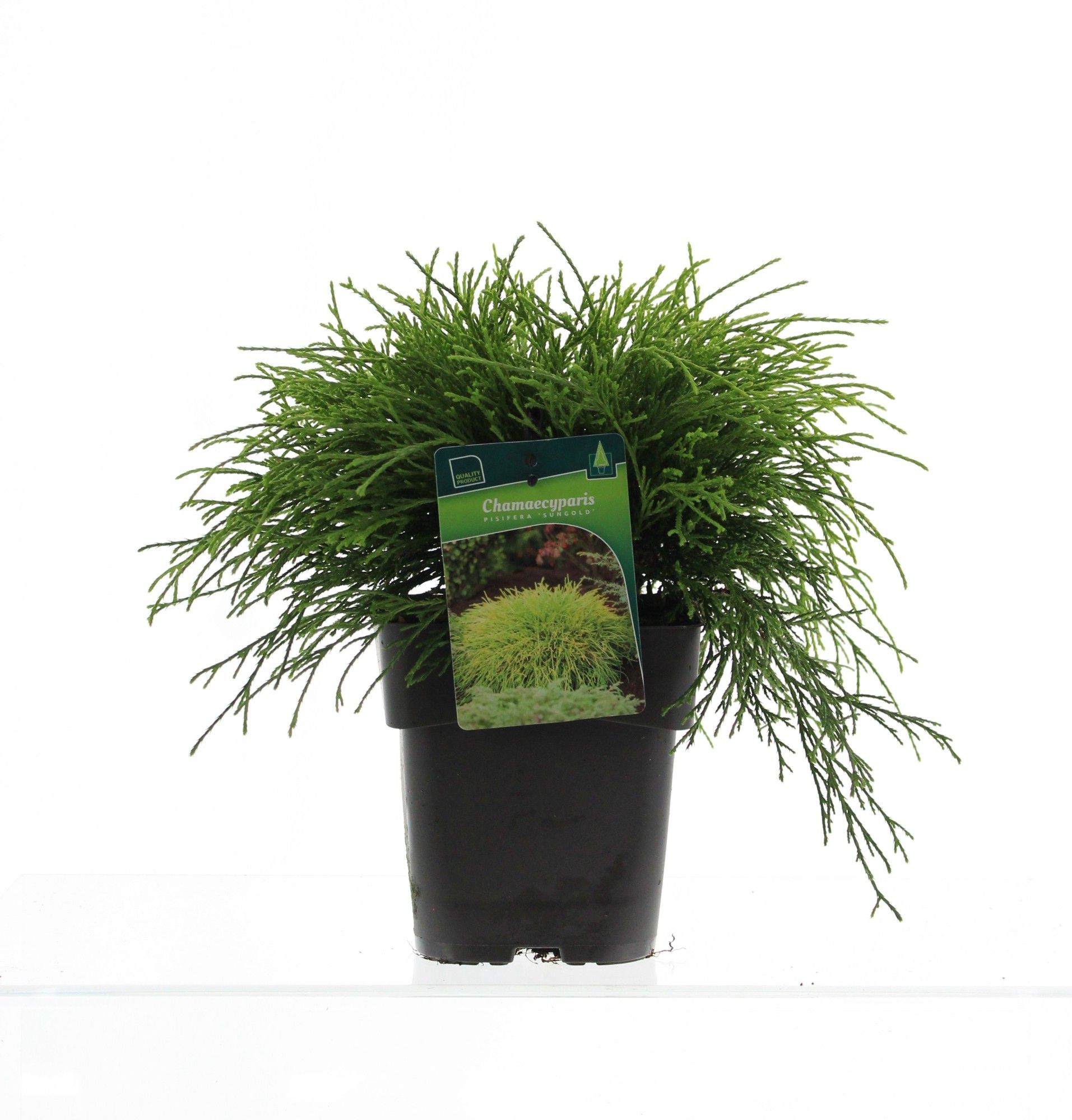 Chamaecyparis pisifera 'Sungold', D 17