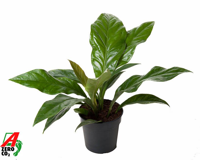 Anthurium Jungle Bush 1PP, D 21