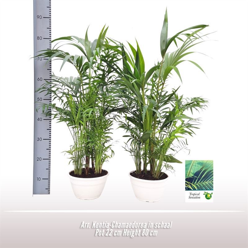 Arr. Kentia-Chamaedorea in schaal, D 22