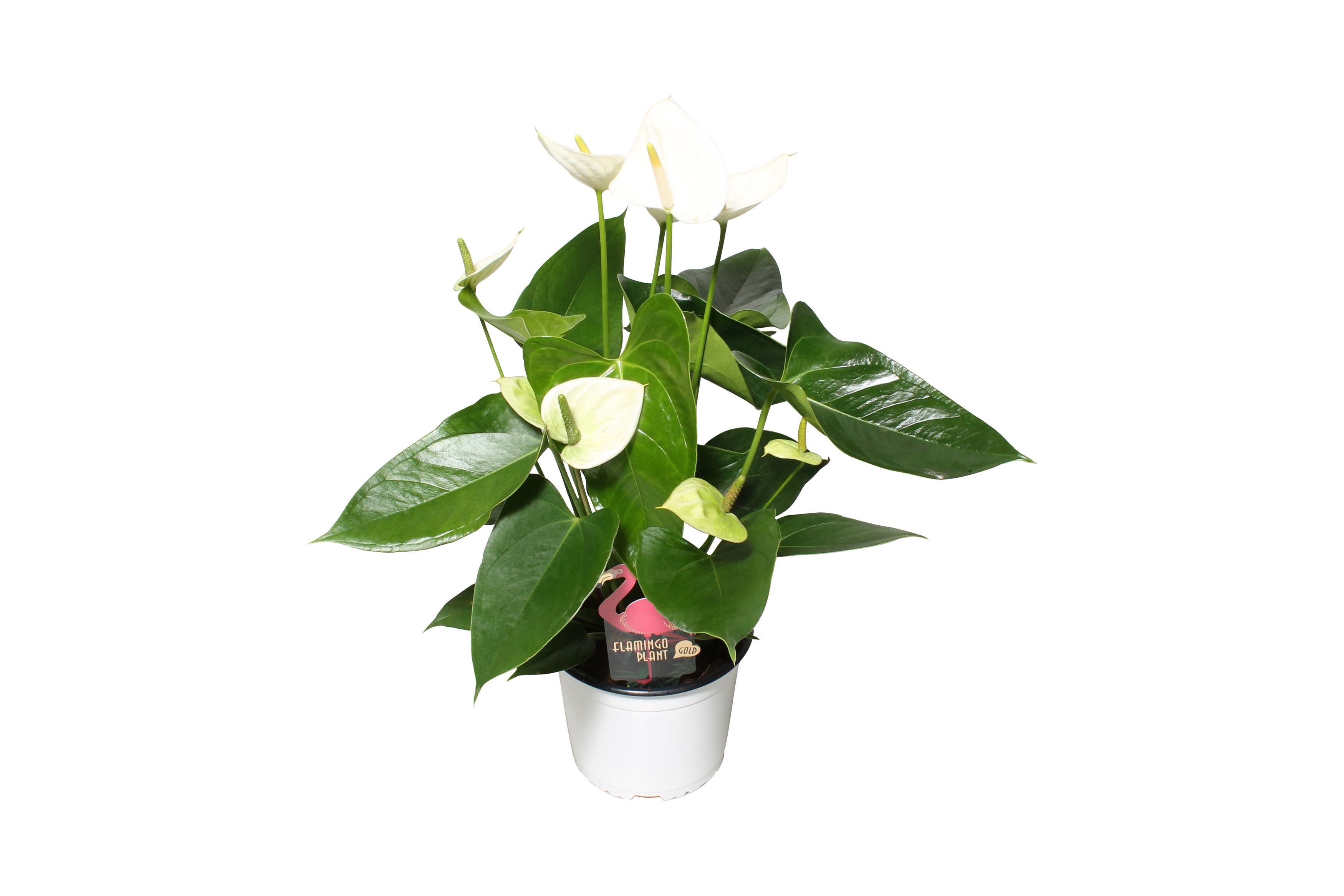 Anthurium XL.03 Arisa White 14cm, D 14