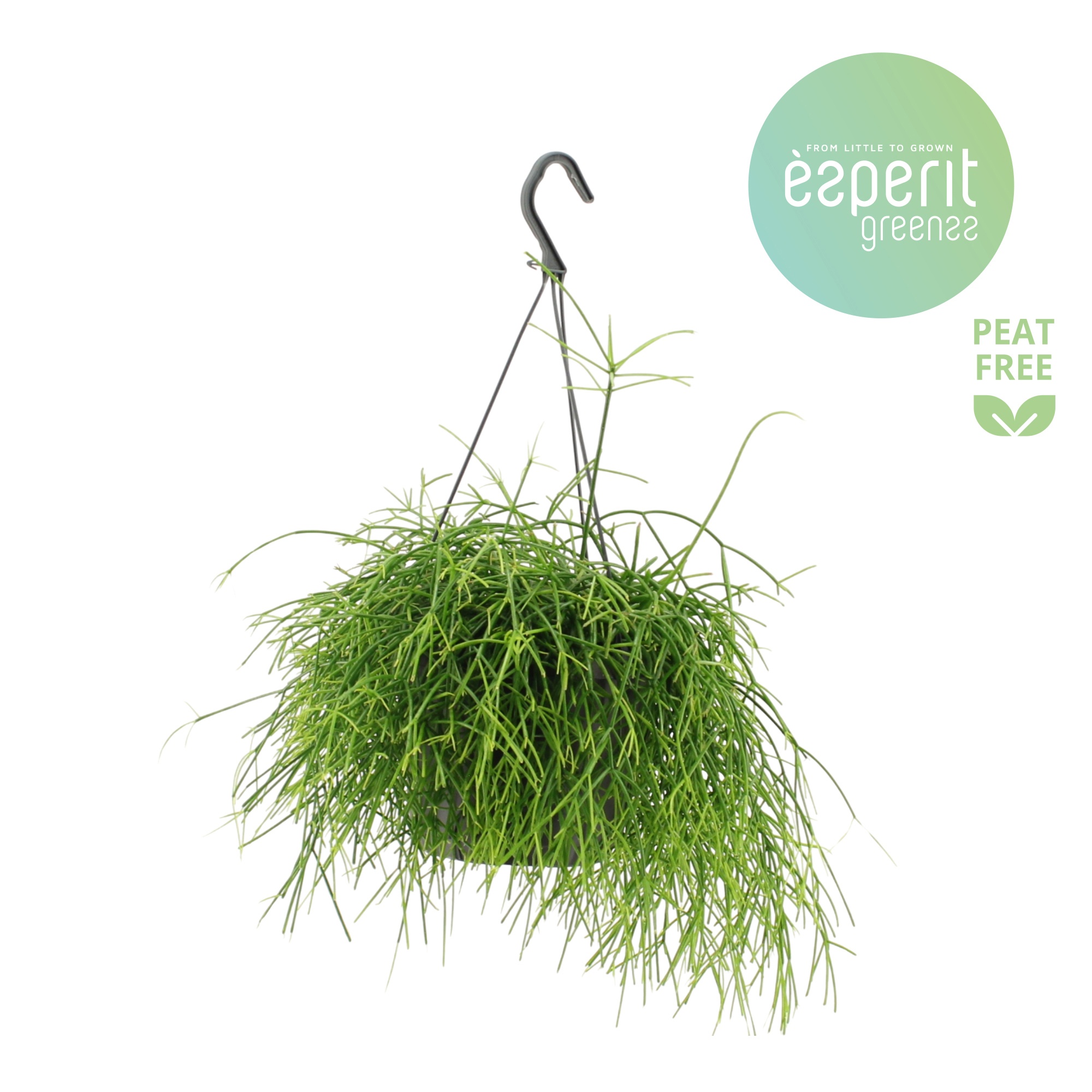 Rhipsalis Oasis hangpot, D 17
