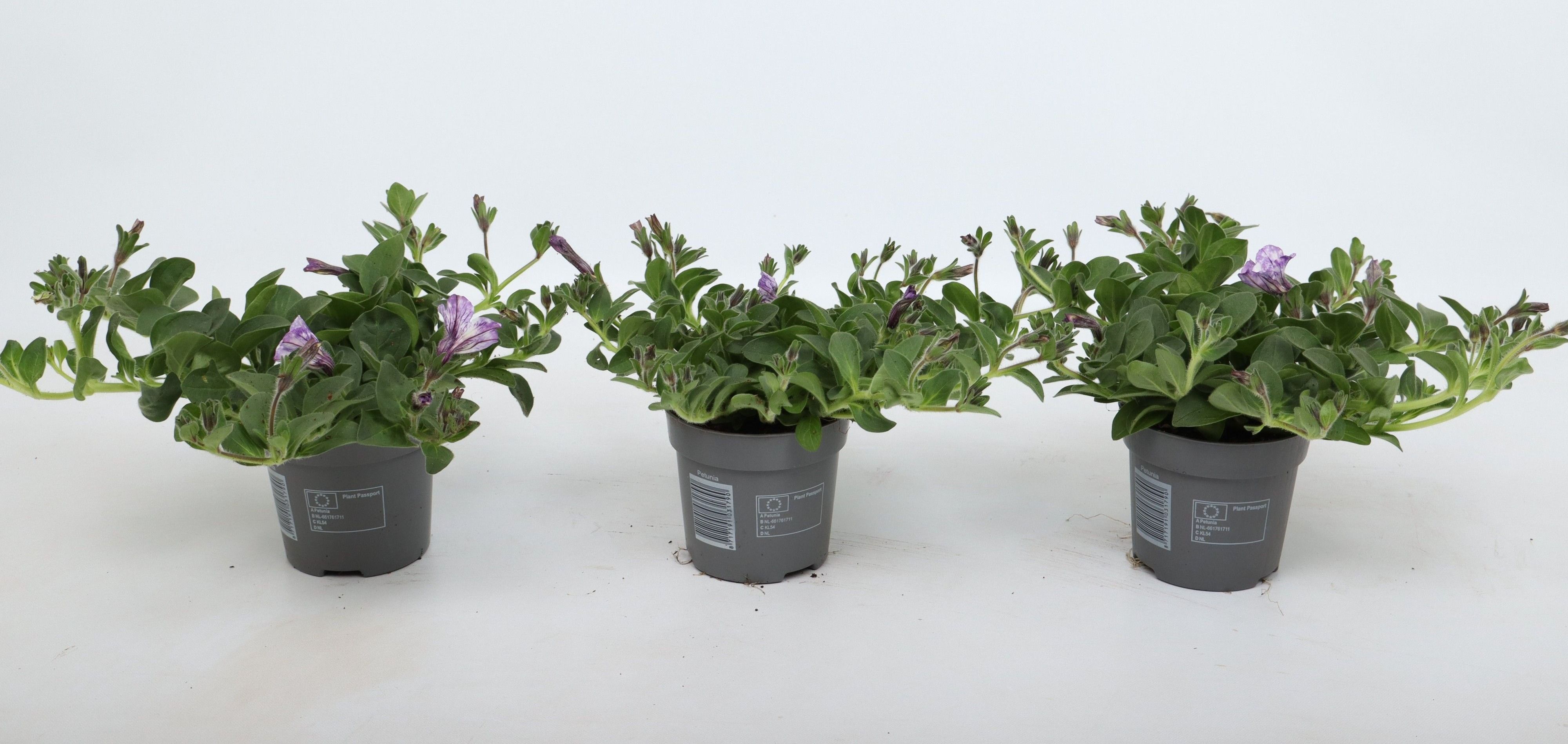 Petunia Lavender Sky, D 10,5