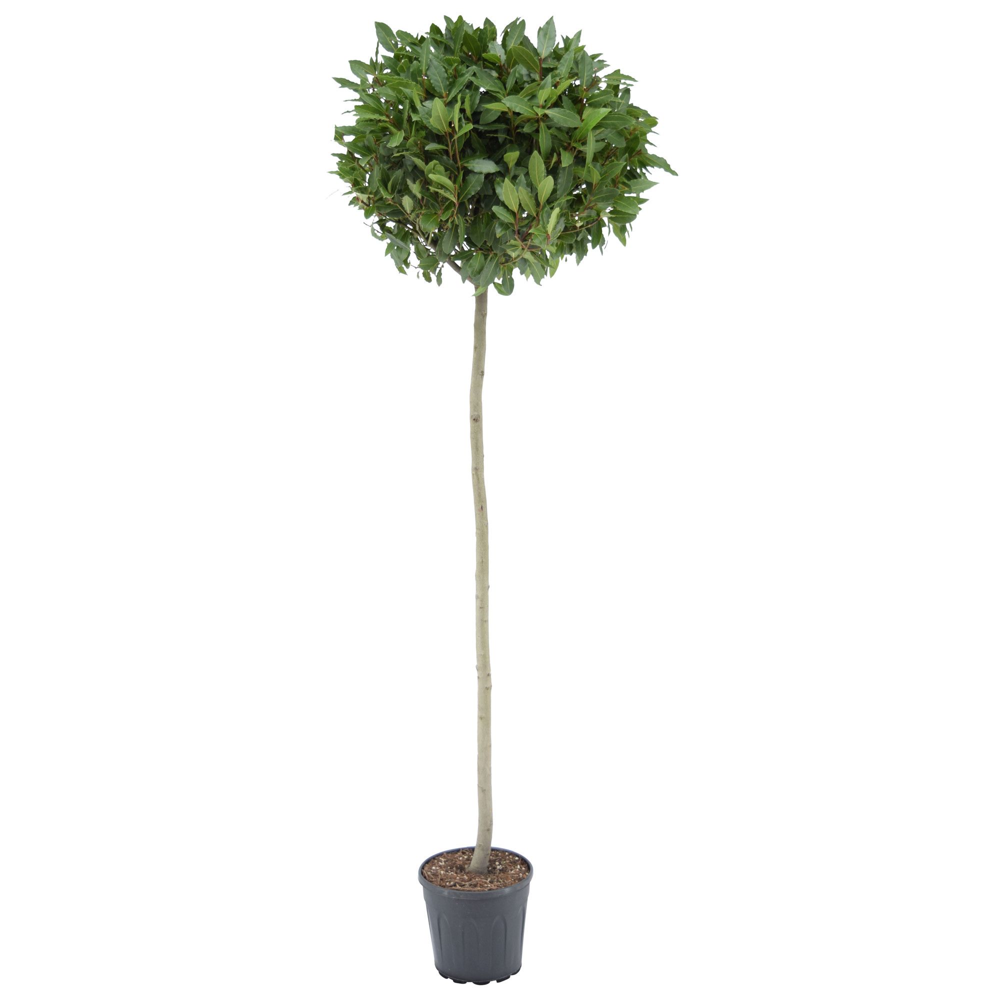 Laurus nobilis Bol op stam, D 25