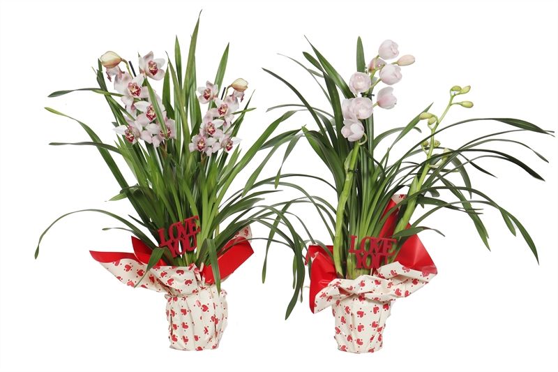 Folie Hartjes Cymbidium mix 2T10+, D 12