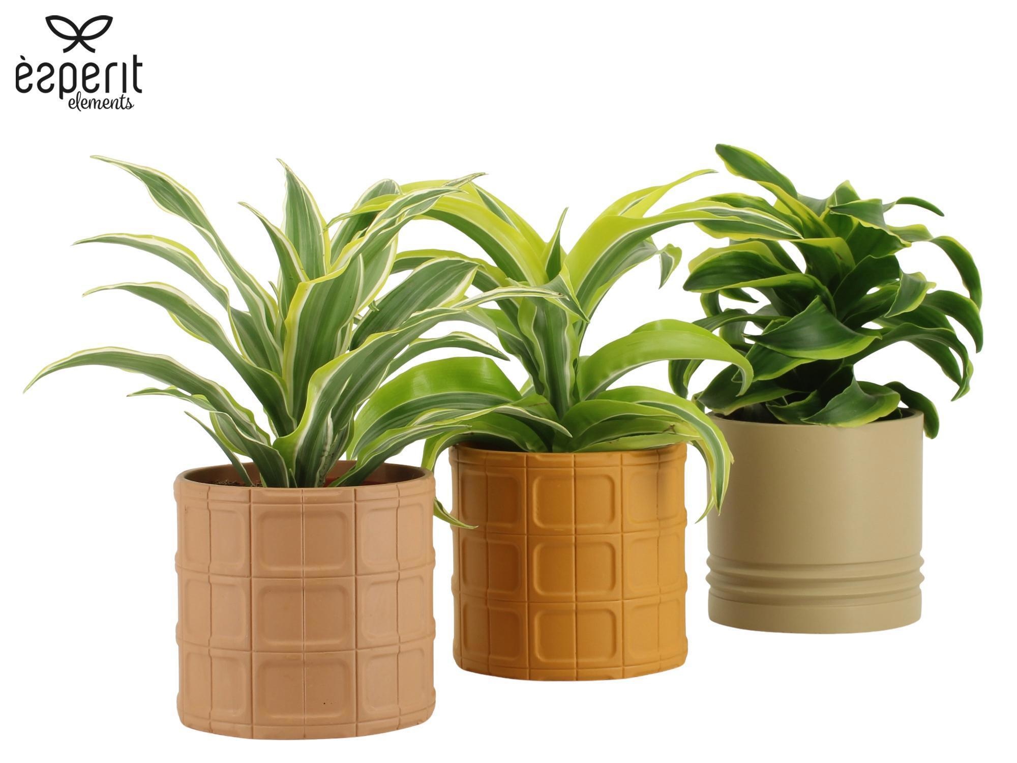 7504493: Solutionss Recreate, D 12