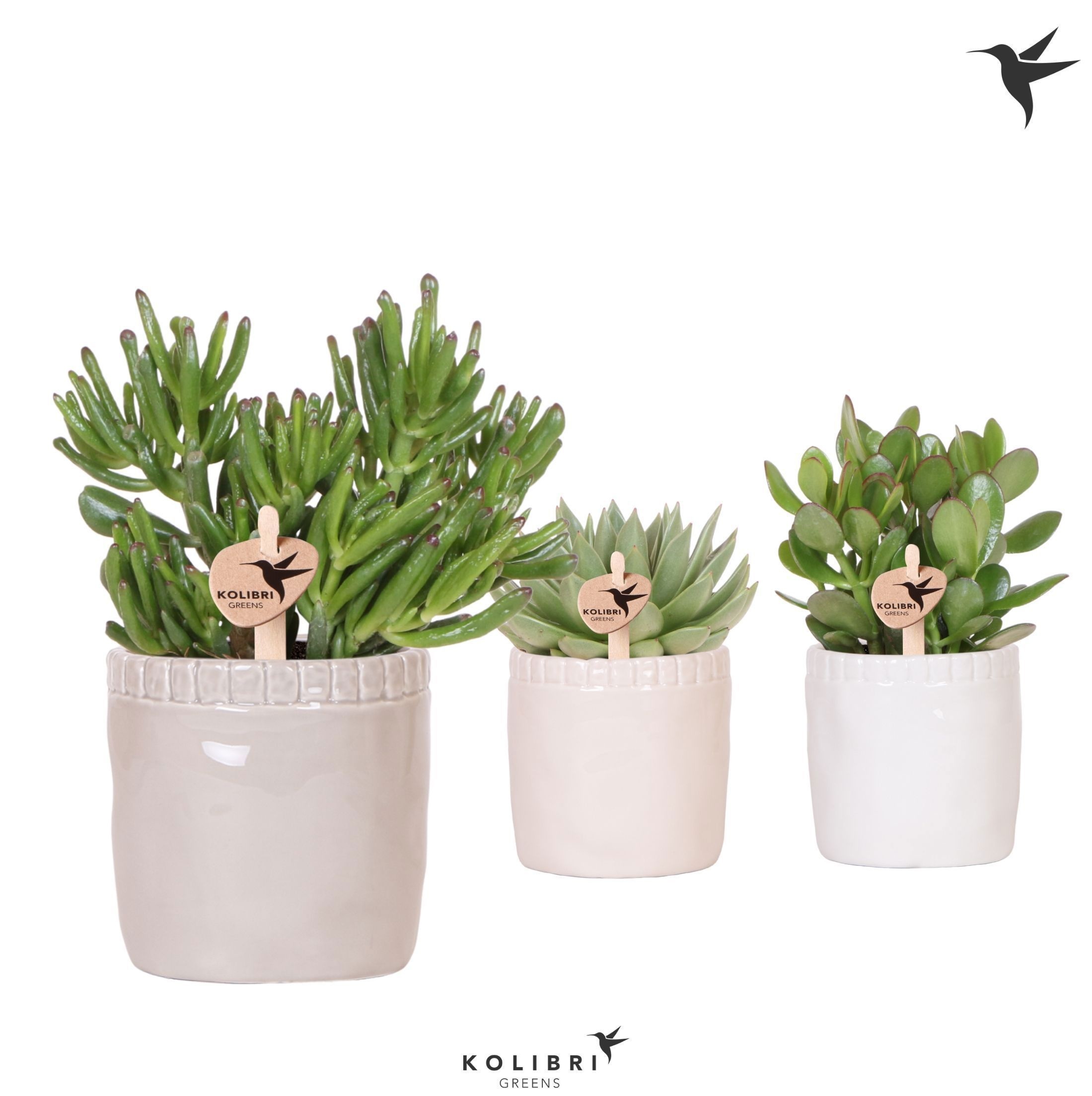 Kolibri Greens Succulenten mix in Stones pot mix, D 12