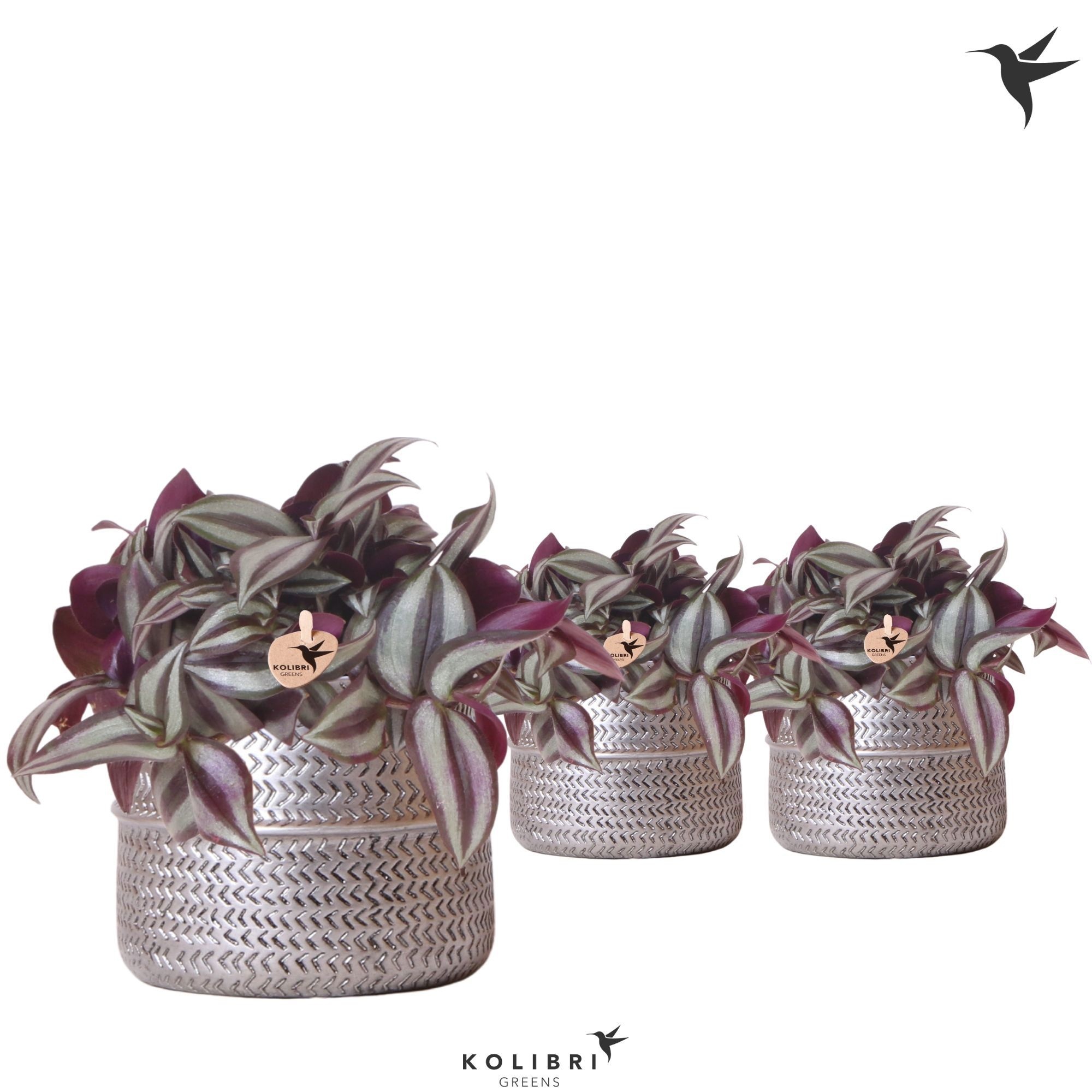 Kolibri Greens Tradescantia Zebrina in Groove pot silver, D 9