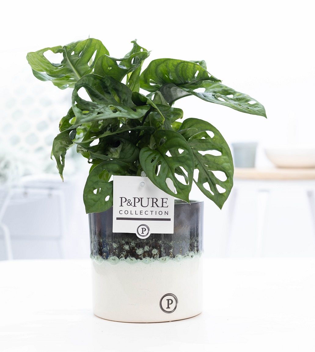 Monstera Adansonii in P&PURE Illusion cer. (perfectly imperfecta, D 12