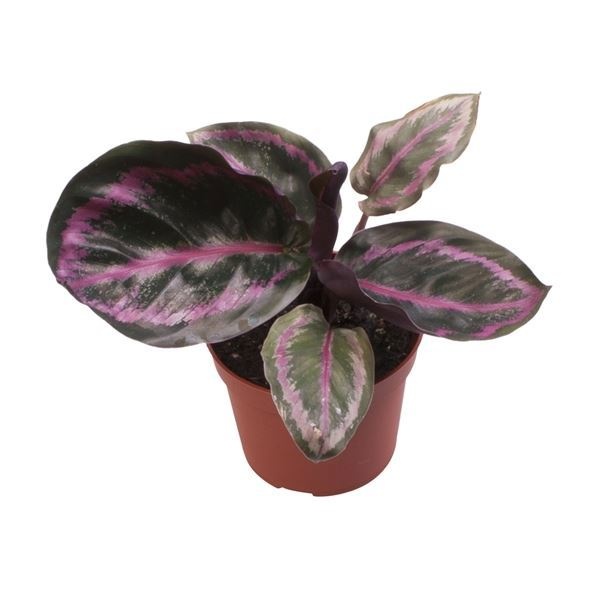 Calathea Roseopicta Illustrious, D 6 cm