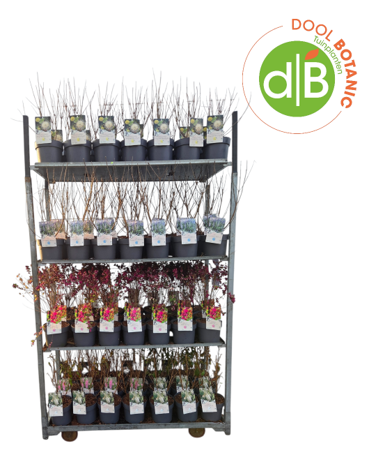 Heester mix cc 2, D 19