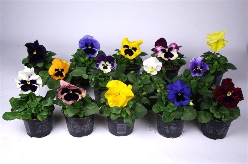 Viola F1 hybride mixkar, D 9