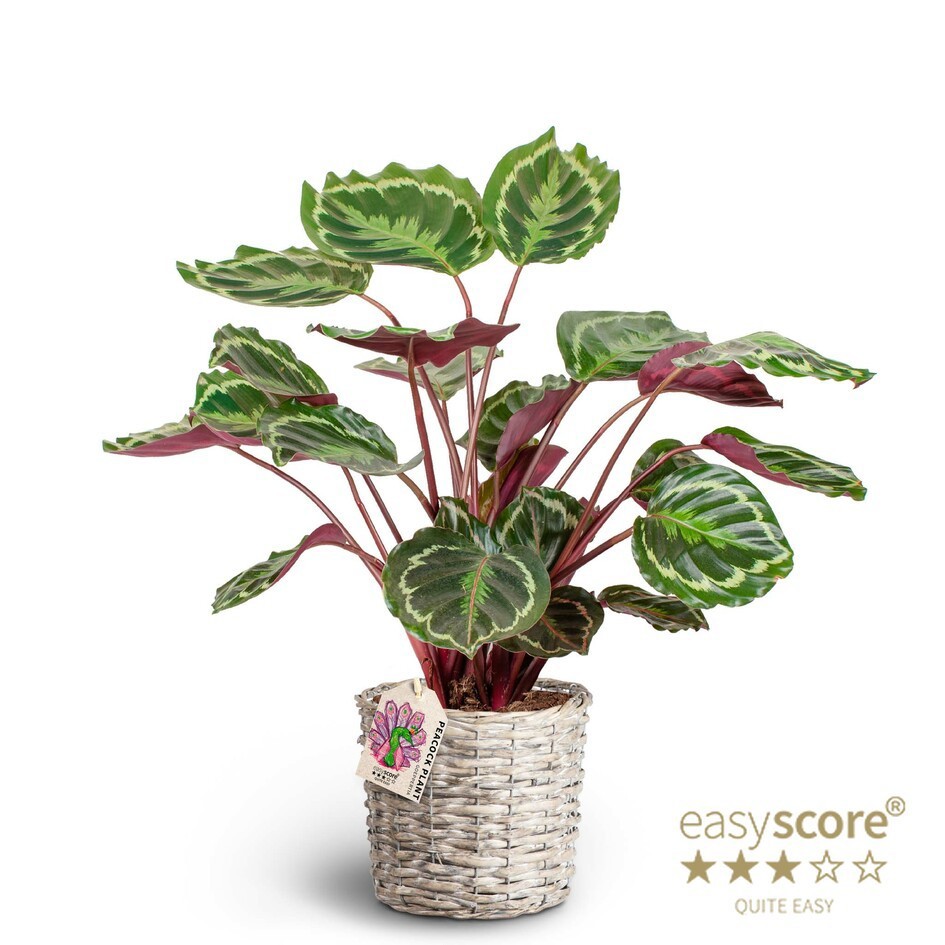 Basket, Calathea Medallion, D 19