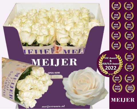 Роза од. Фо Сисонс+ 80, шт.