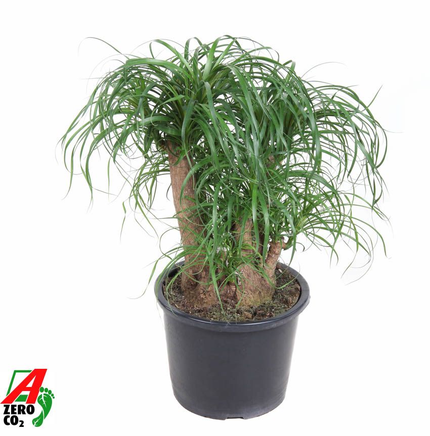 Beaucarnea vertakt P32 - 1,5ft, D 32