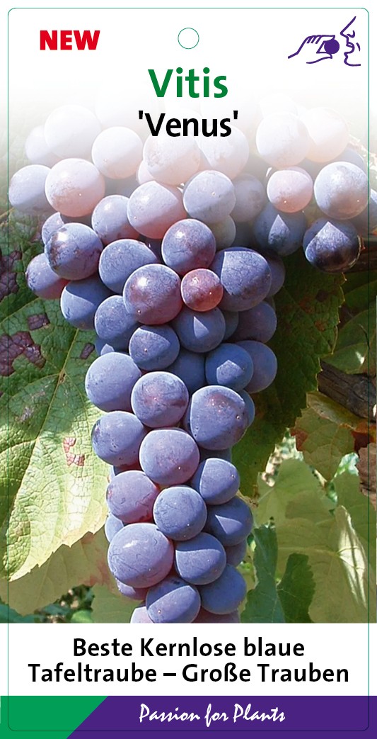 Vitis 'Venus' 80CMC2, D 17 cm