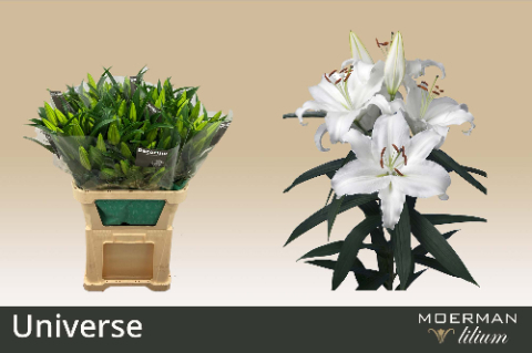 Лилия Юниверс 90, шт.