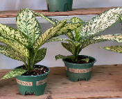 Аглаонема 1 галлон близзард 18 60