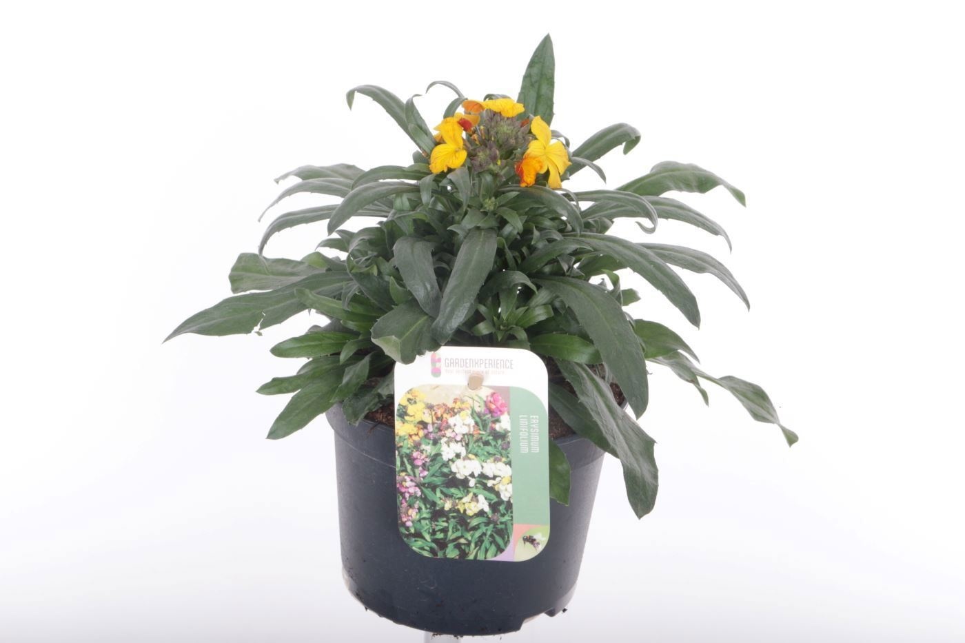 Erysimum lin. Fragrant Sunshine, D 13