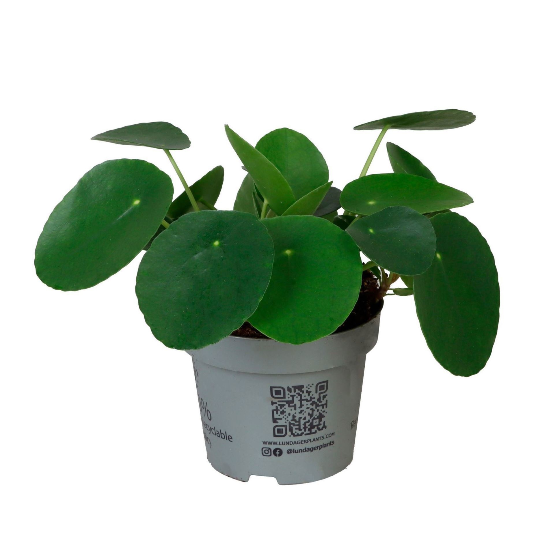 Pilea Peperomioides 12 cm, D 12