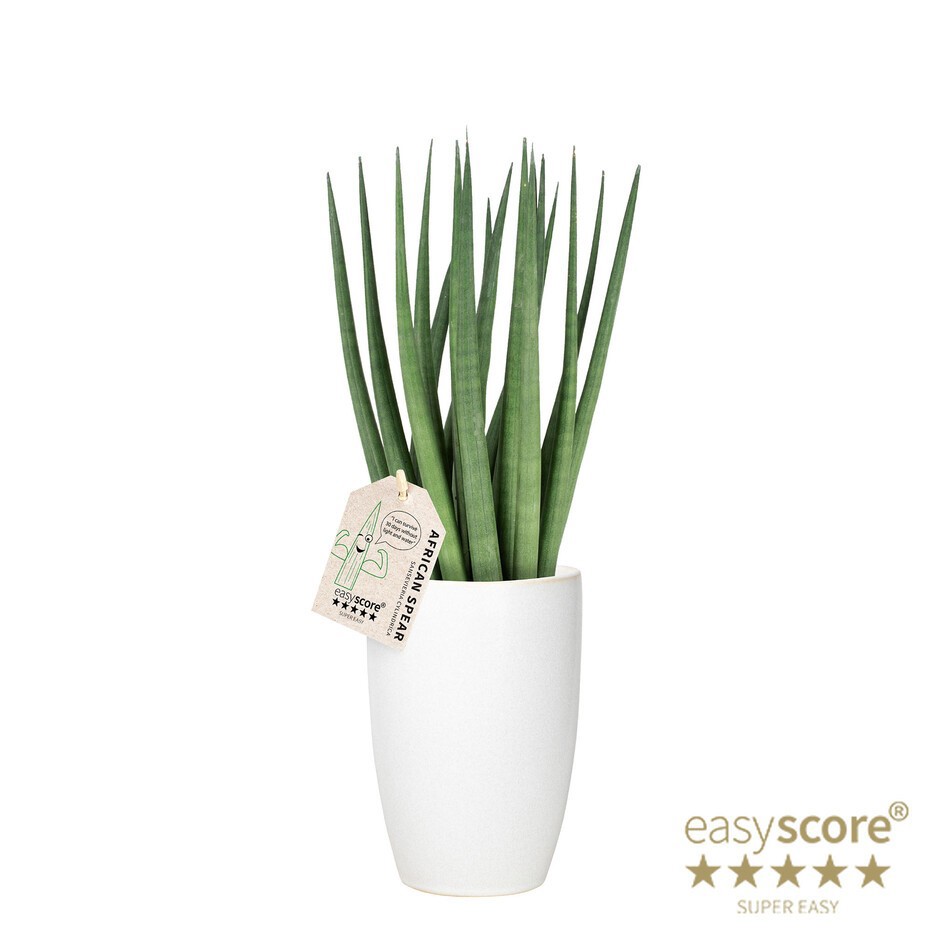 SANSEVIERIA CYLINDRICA 41131614 Classic W Spaghetti, D 12 cm