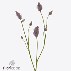 Птилотус Матильда 60 (фиолет.), шт.