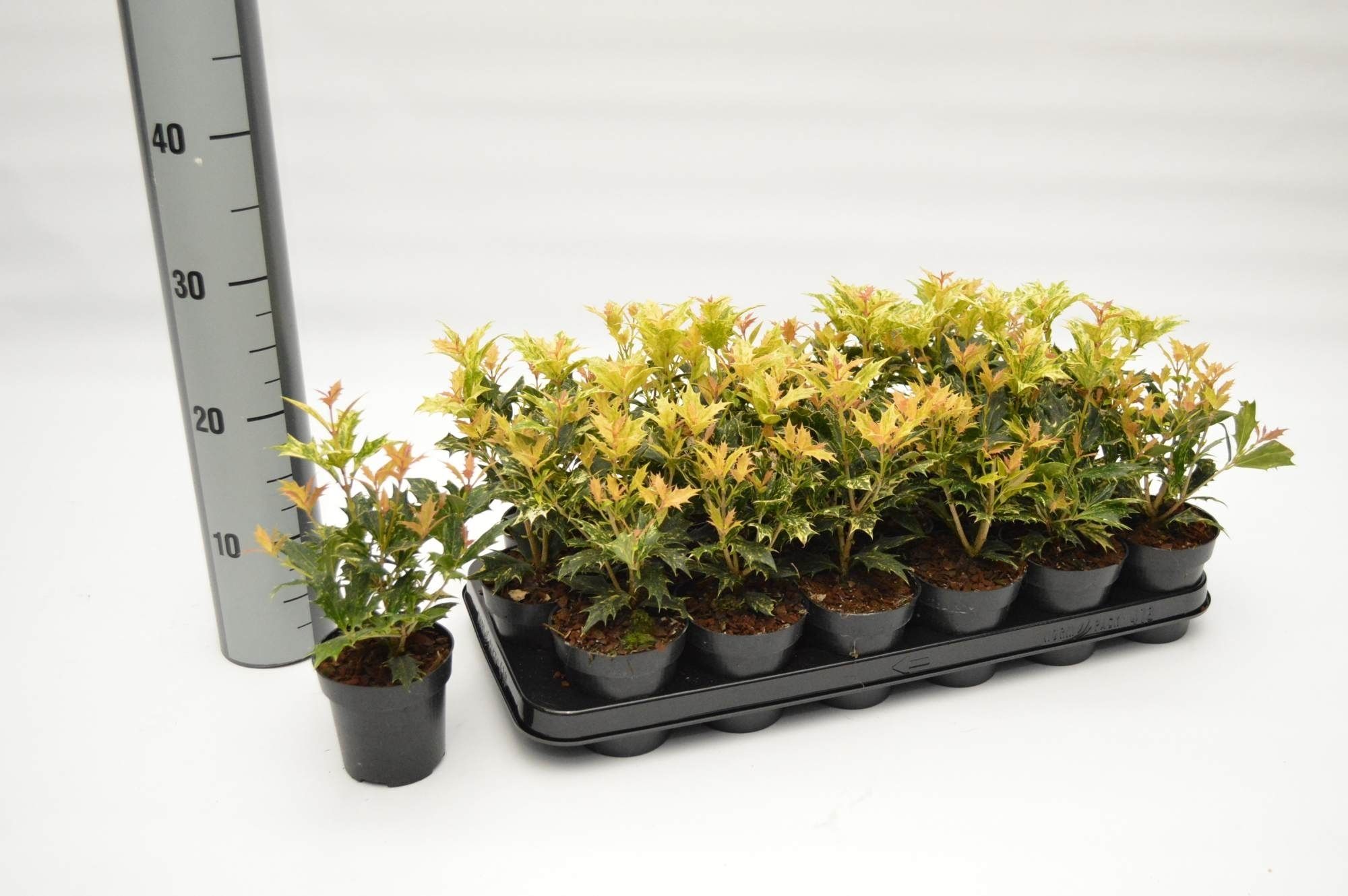 Osmanthus het. Tricolor 1-jarig, D 9