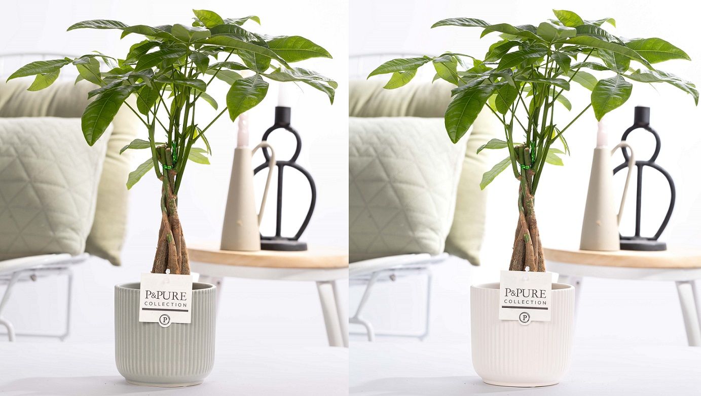 Pachira Aquatica in P&PURE ceramics Sophie assorti 2, D 12