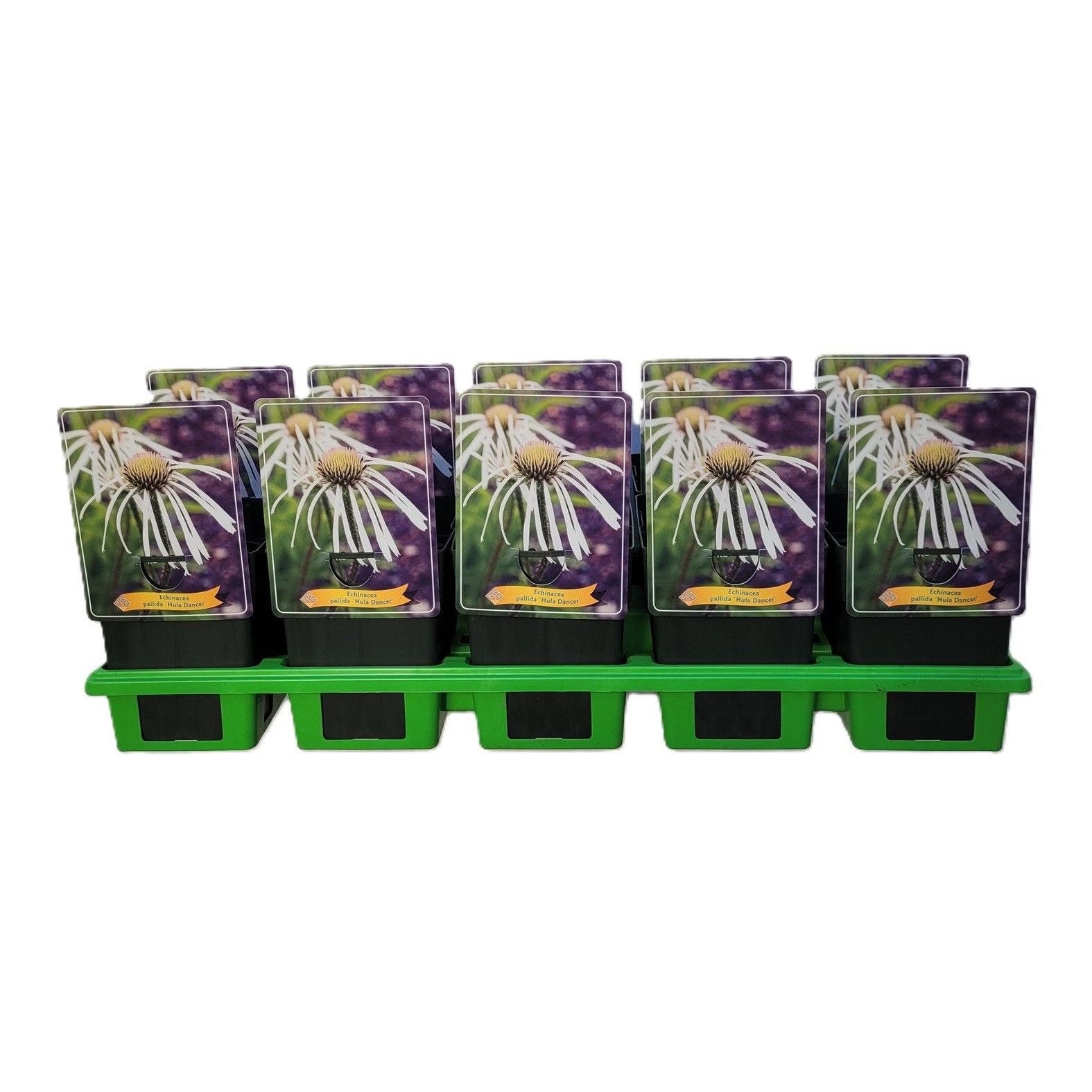 Echinacea Pallida 'Hula Dancer' P11, D 11