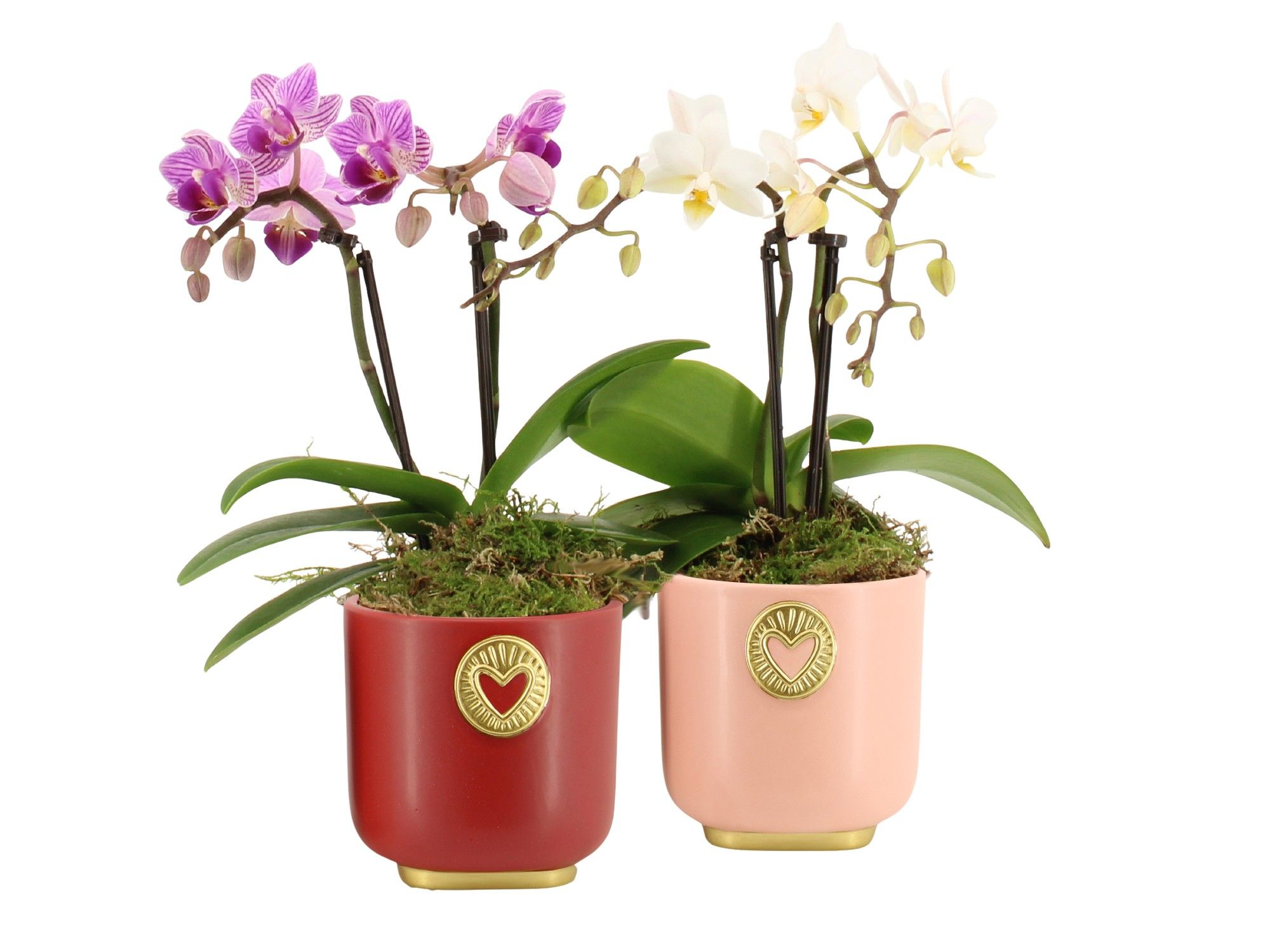 21789: Lovess arrangement, D 8