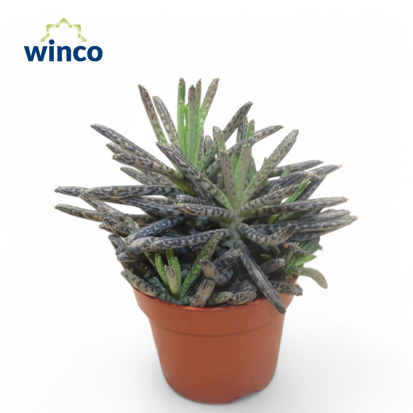 Kalanchoe Tubiflora, D 5,5