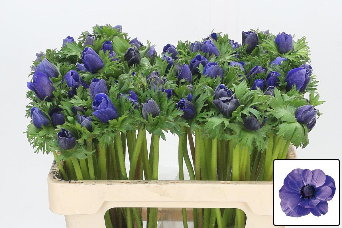 Анемон Мистраль + Дарк Блю 50 (син.), шт.