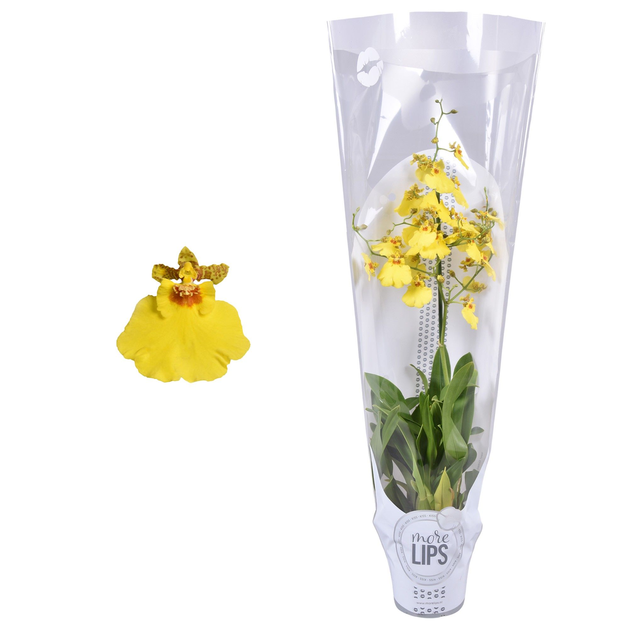 MoreLIPS® Oncidium Münsterland Stern 1 tak met witte showhoes, D 12