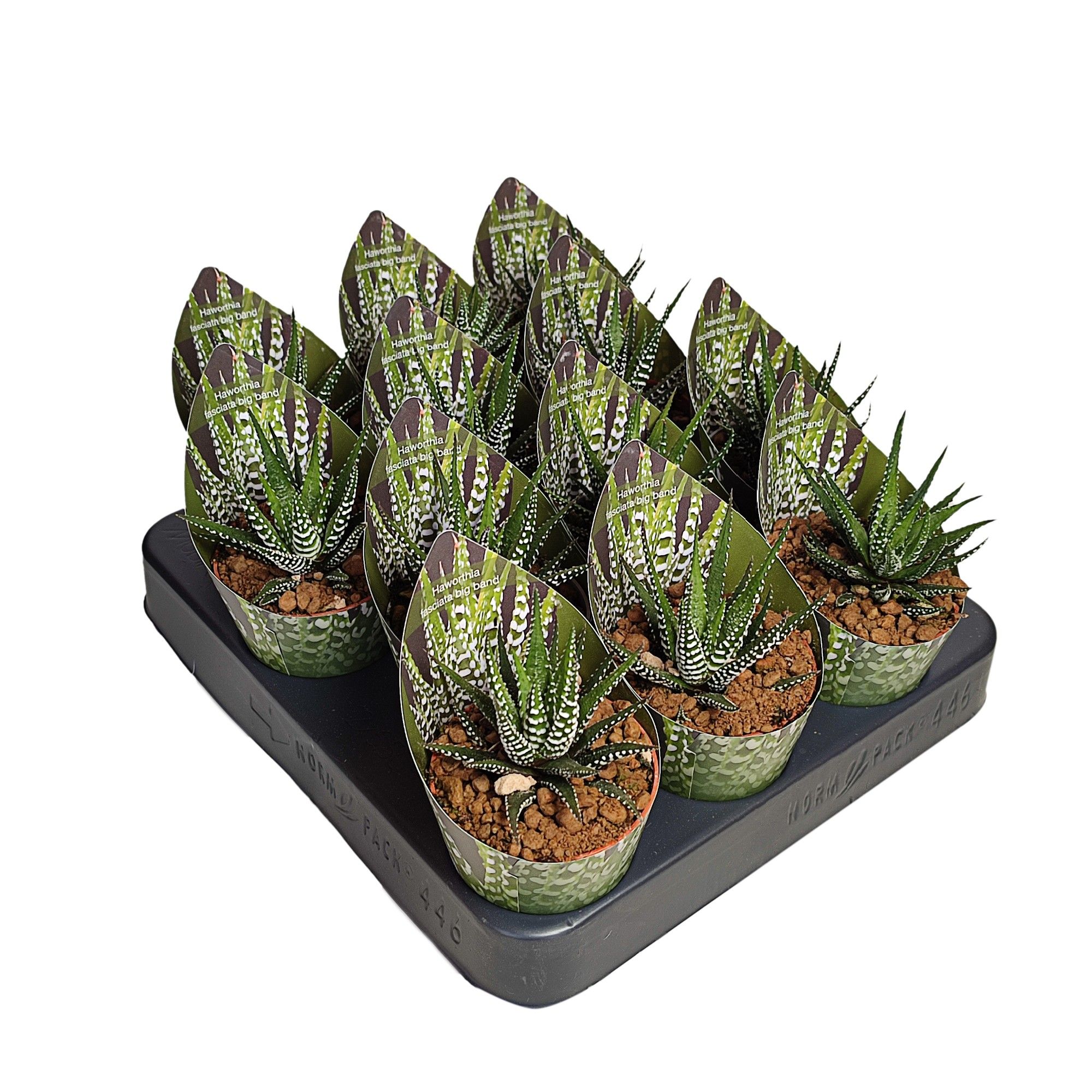 HAWORTHIA FASCIATA 'BIG BAND' - POT Ø 6,5 WITH POTCOVER (SUCCULENTEN), D 6,5