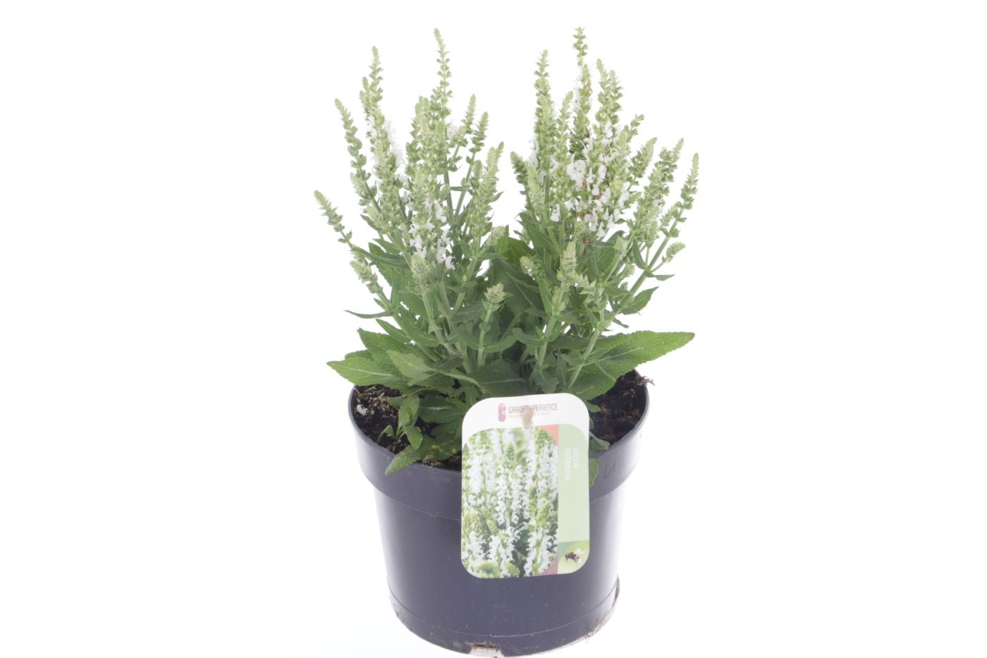 Salvia nemorosa APEX White, D 17