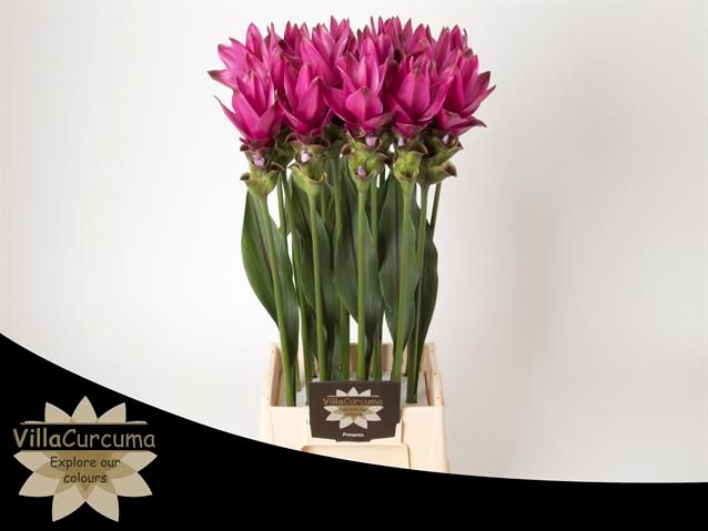 Куркума Сиам Соул 60, шт.