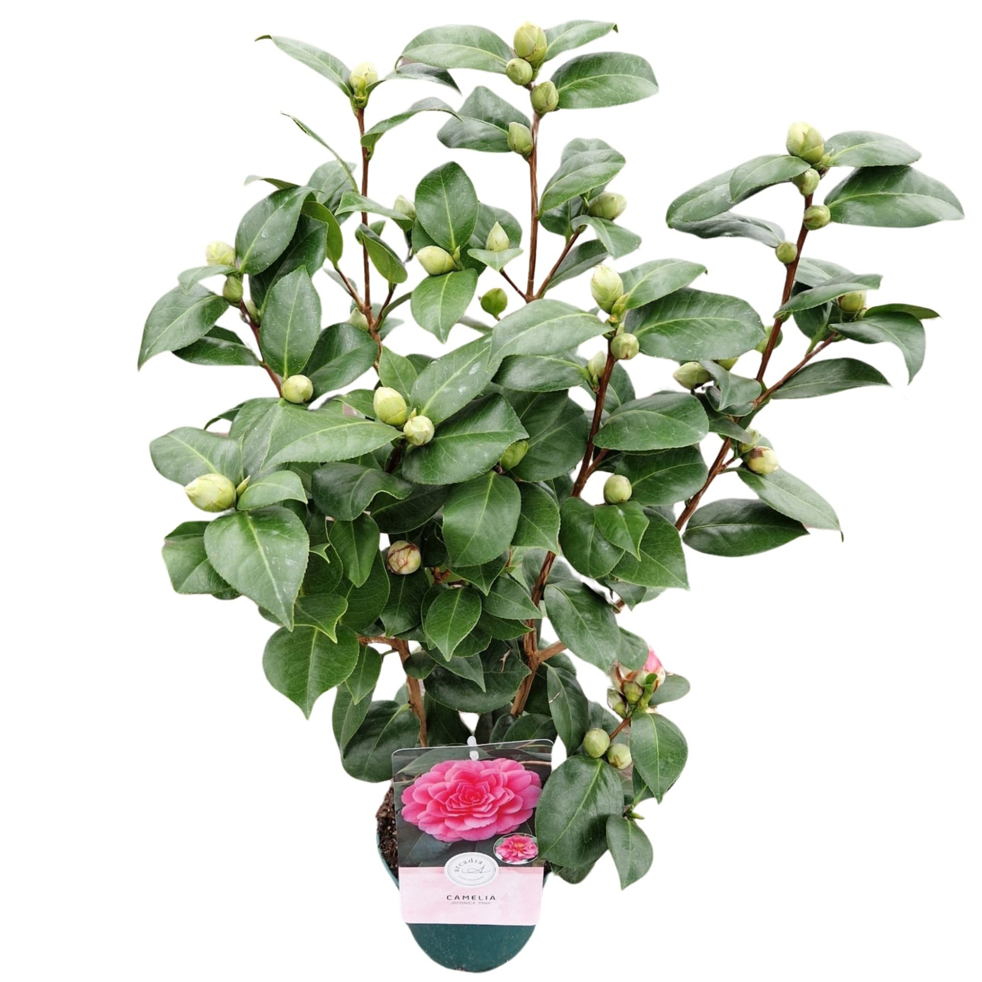 Camellia jap. 'Pink', D 15