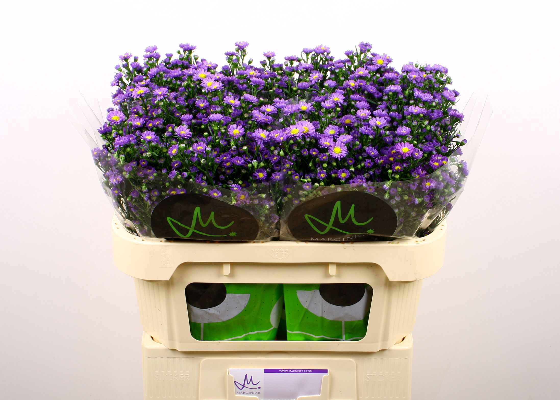 Астер Тини Тайни Блю 70, шт.