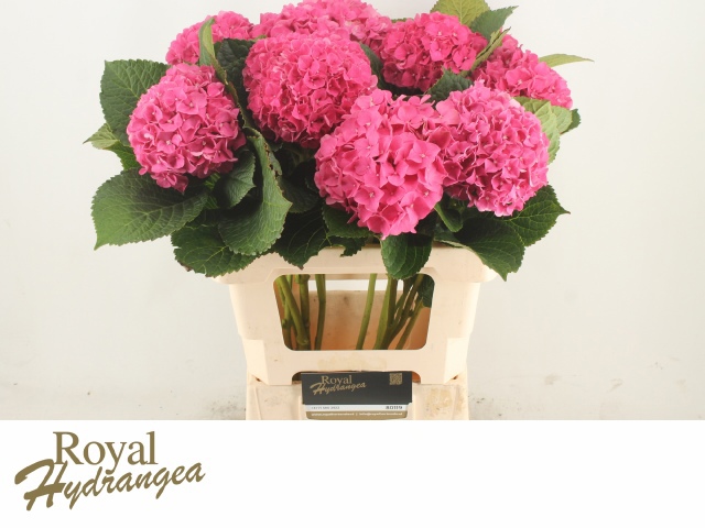 Гортензия Глоуин Альпс 60, шт.