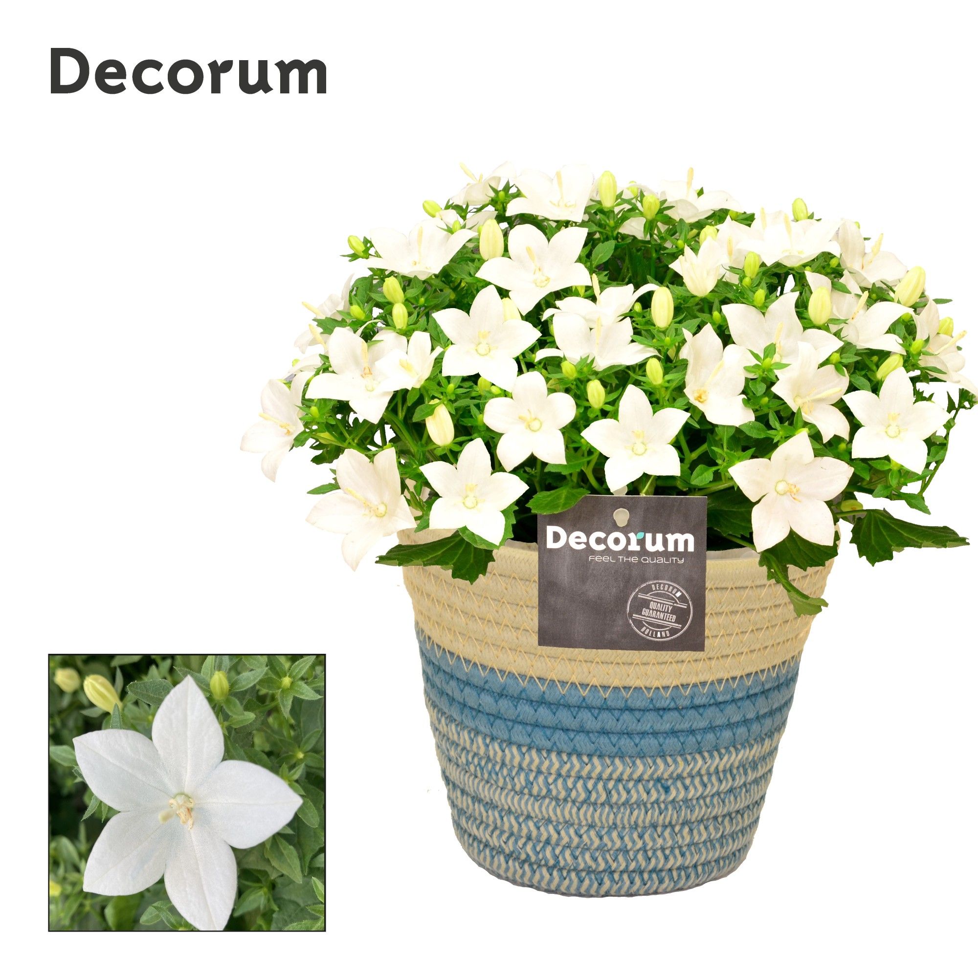 Campanula 'Atlanta' Decorum Valerie, D 14