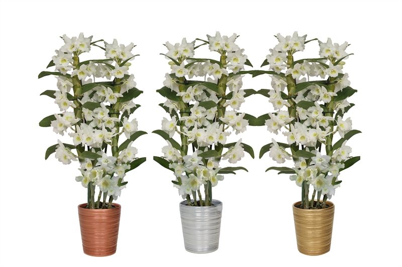 Scratched p12 mix luxury Dendr Nobile Apollon 2T16+tros regular, D 12 cm