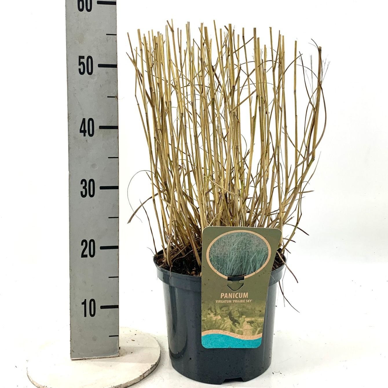 Panicum vir. 'Prairie Sky', D 23