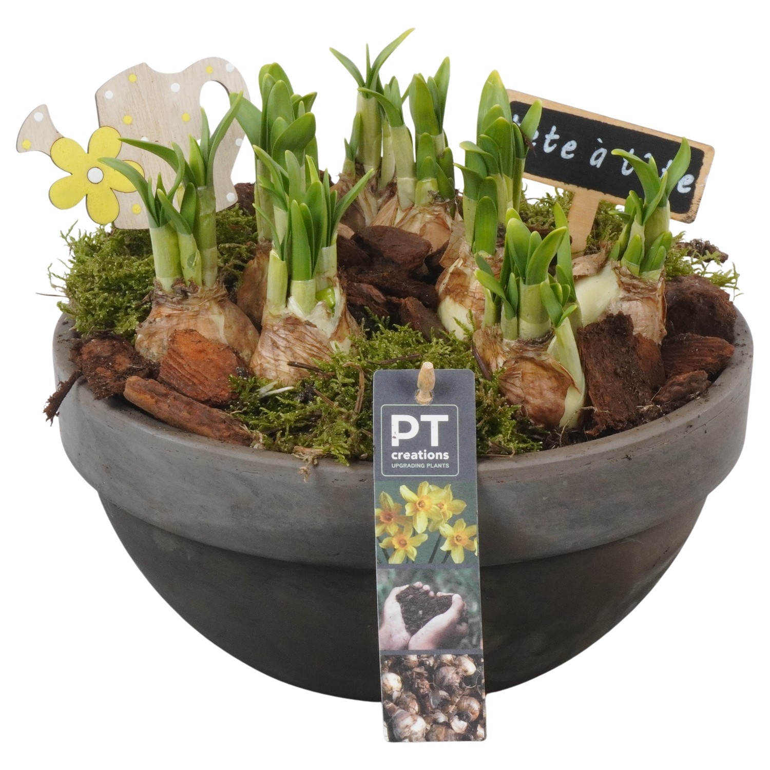 PTN8672 Arrangement Narcissus in terracotta schaal, D 23