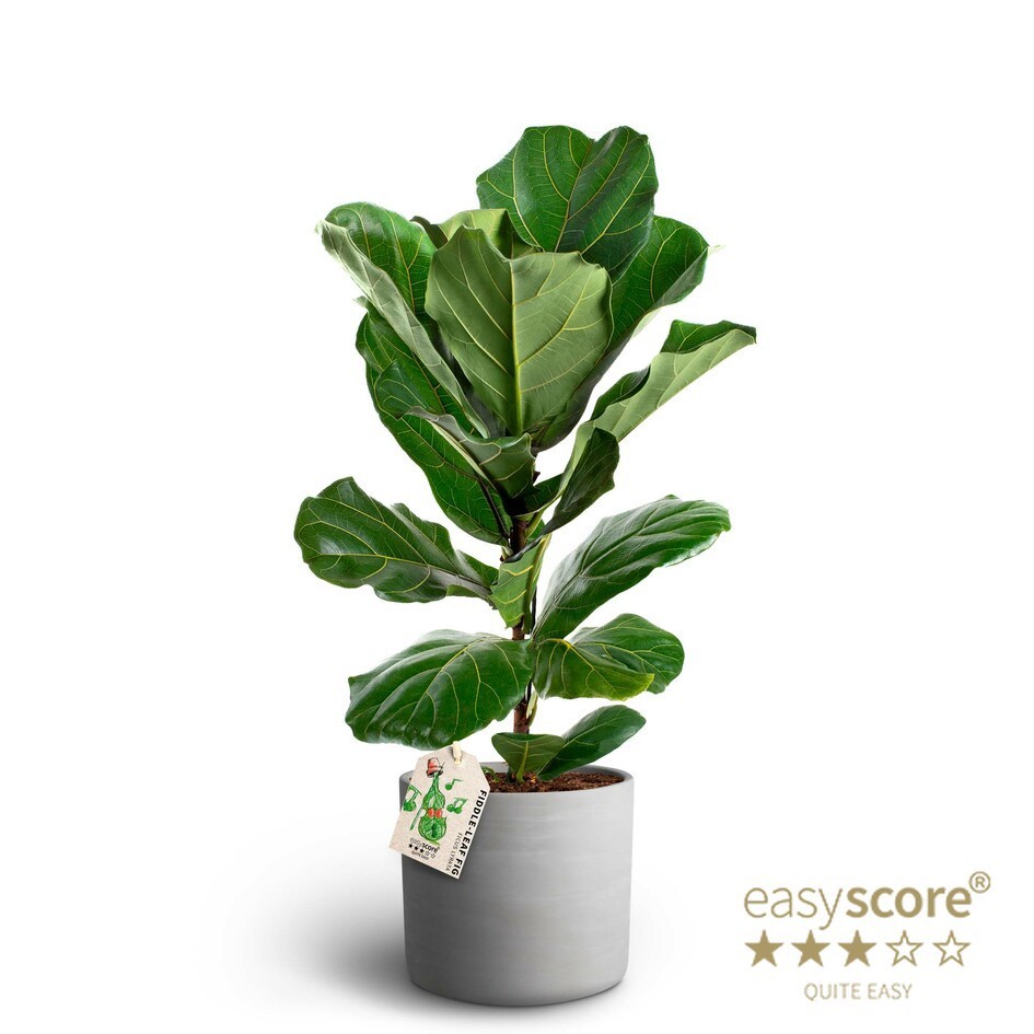 Raw Grey, Ficus lyrata, D 19