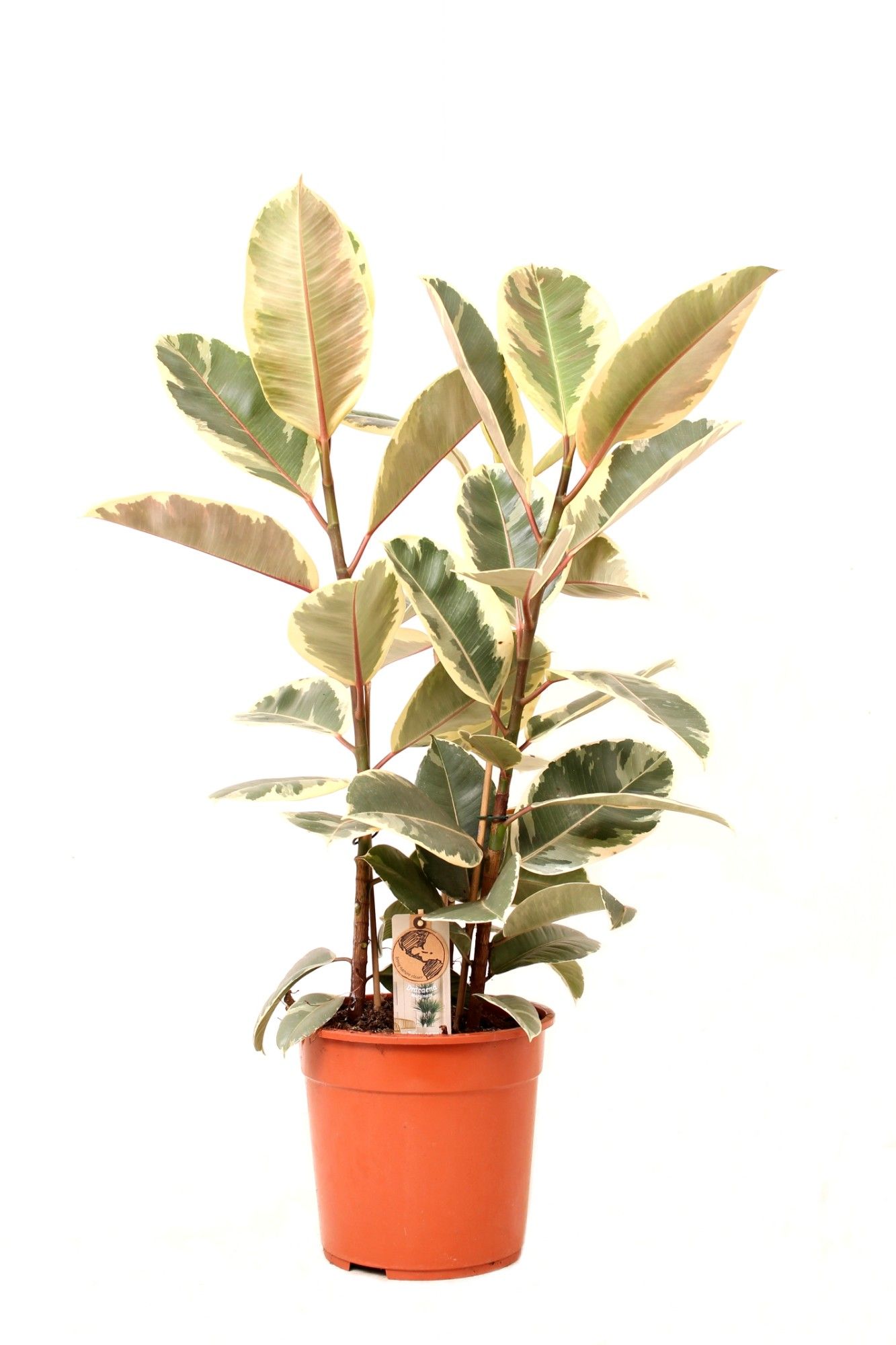 Ficus P27 Tineke 3PP, D 27