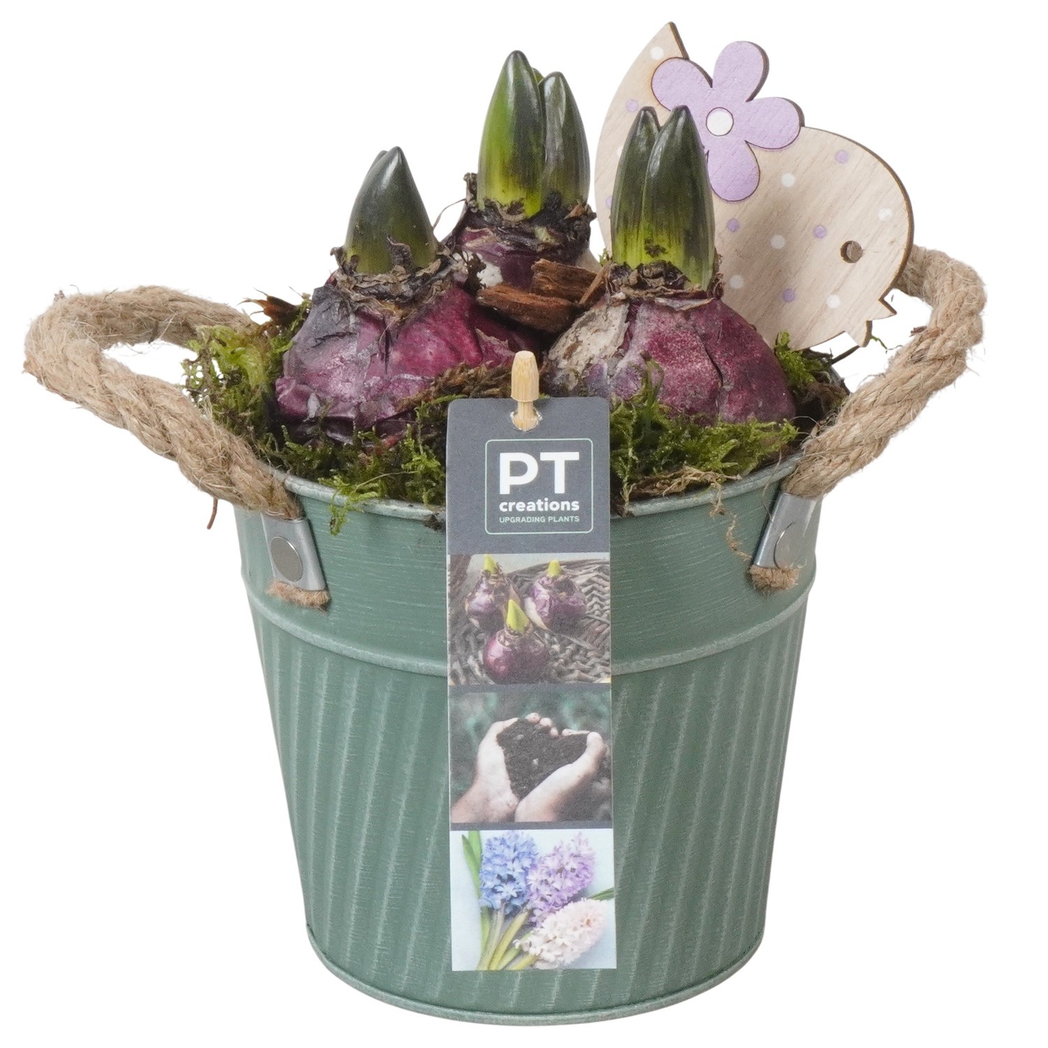 PTHC9147 Arrangement Hyacints in zink pot, D 13