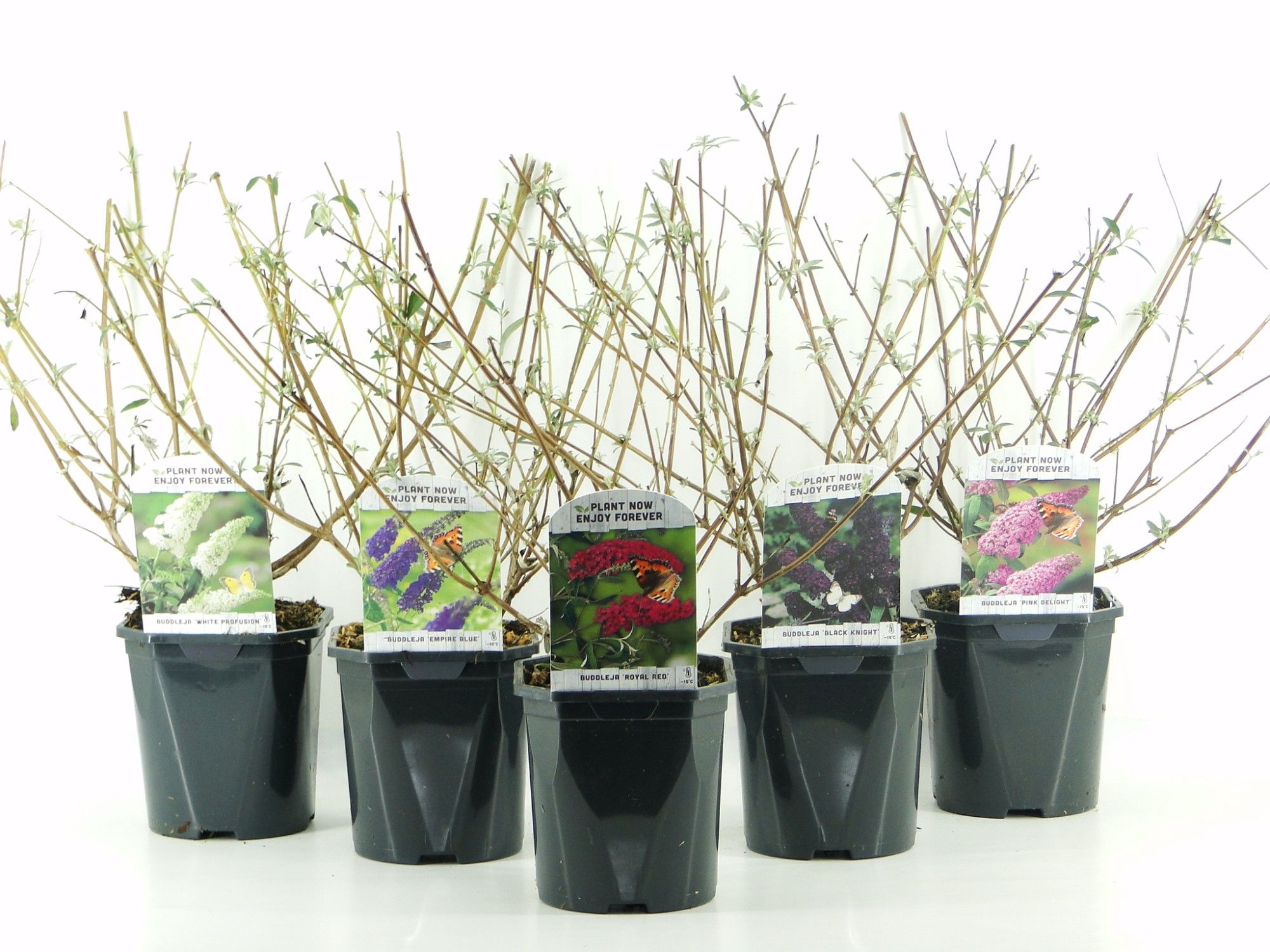 Buddleja davidii MIX LAAG, D 17