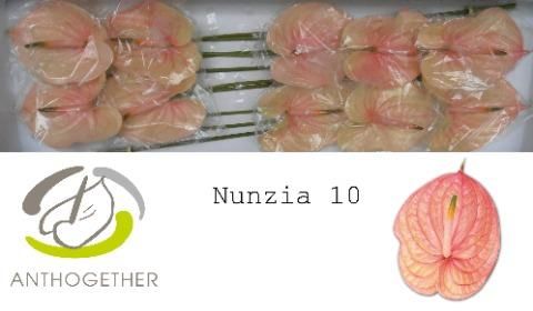 Антуриум Нинзя x10, шт.