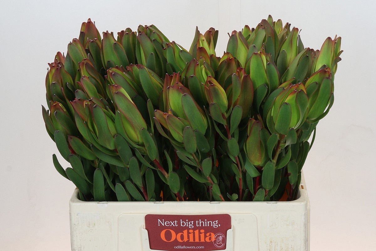 Леукадендрон Лаурел Еллоу 60, шт.