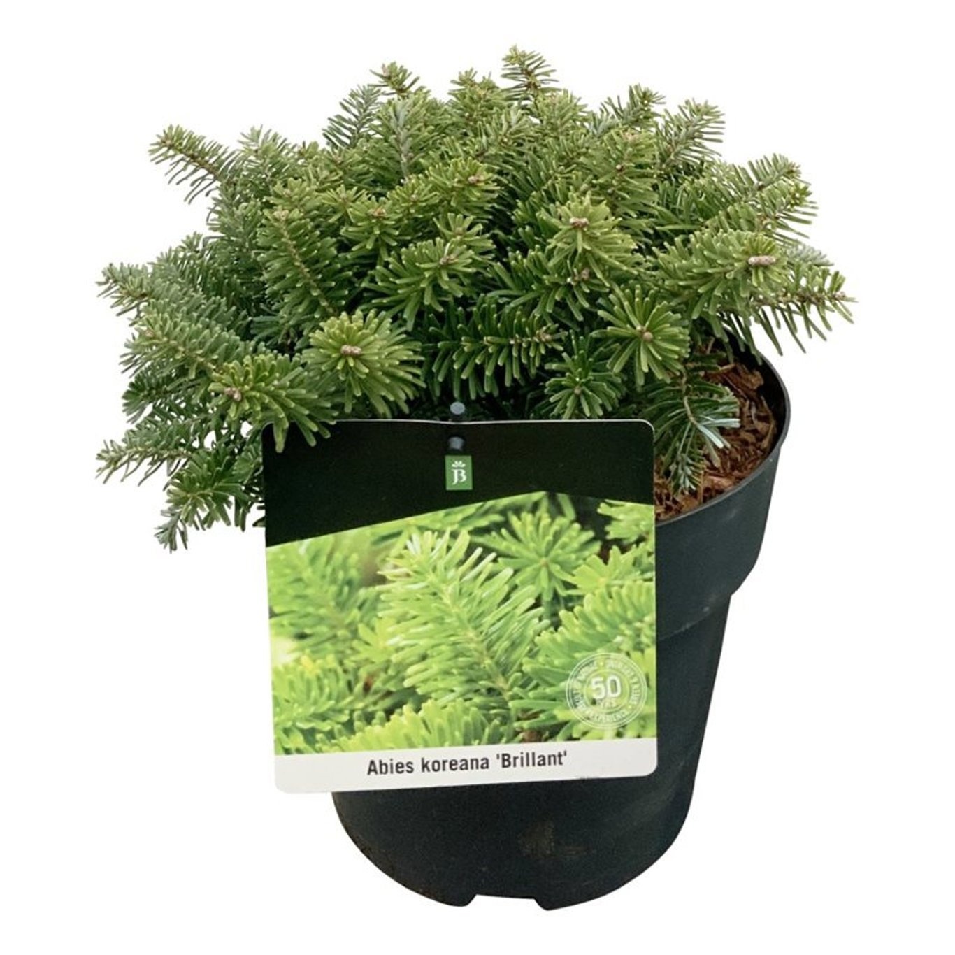 Abies koreana 'Brillant', D 21