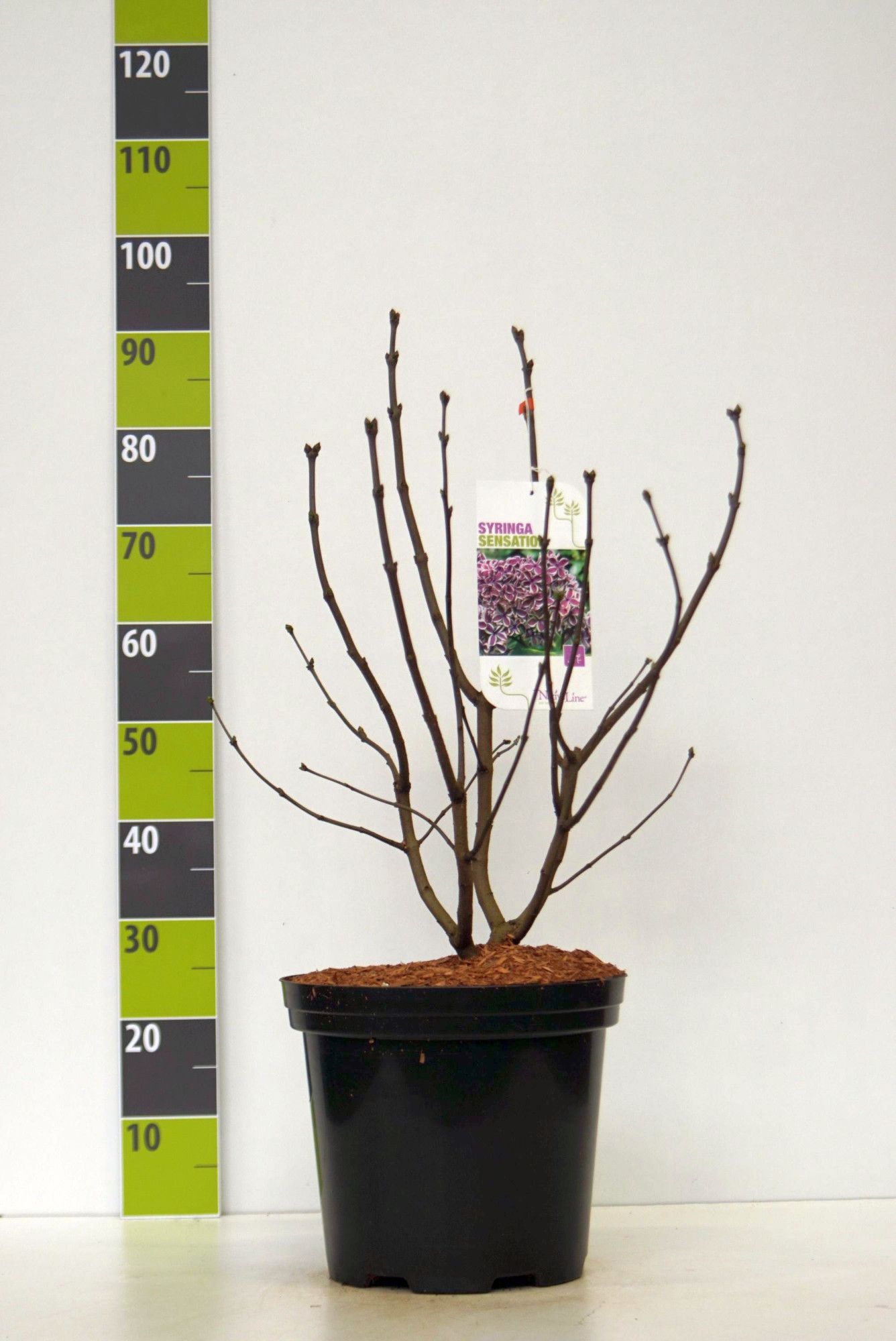 Syringa 'Sensation' C 12, D 30